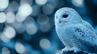 Majestic snowy owl with white feathers against blurred blue bokeh background, side profile view showing distinctive facial features and spotted plumage pattern.