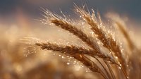 Golden wheat ears with morning dew drops glistening in sunlight against blurred natural background, creating dreamy atmospheric agricultural scene.