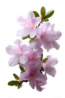 Pink azalea flowers with green leaves isolated on white background for spring garden design and botanical decoration projects.