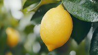 Fresh ripe yellow lemon on tree branch with green leaves and water drops in soft focus background, natural organic citrus fruit growing outdoors.