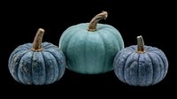 Decorative pumpkins in blue and teal tones, isolated on transparent background. Ready for autumn designs, t-shirt graphics, stickers, clipart, print-on-demand products, and sublimation projects.