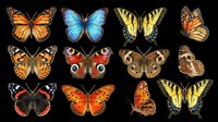 Isolated butterfly collection featuring twelve detailed species in various colors and patterns on transparent background, ready for clipart, t-shirt design, stickers, sublimation, and print-on-demand projects.