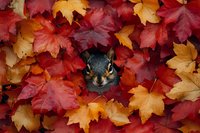 Curious gray squirrel peeking through vibrant red and orange autumn maple leaves creating whimsical seasonal nature scene with fall colors and wildlife.