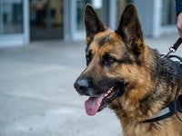 German Shepherd dog with tongue out wearing harness outdoors near modern building. Professional working canine ready for training or security duties.