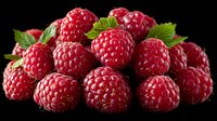 Fresh ripe raspberries with green leaves on black background, close-up view of juicy red berries for food photography and healthy eating concepts.