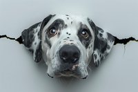 Curious Dalmatian dog peeks through torn paper hole against gray background, creating playful and engaging portrait with expressive brown eyes and spotted face.