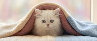 Fluffy white cat peeking out from under a cozy knit blanket, perfect for pet, comfort, and lifestyle content.