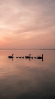 Peaceful swan family swimming in calm lake waters during golden hour sunset with soft pink and orange sky reflections creating serene natural scene.