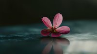 Single pink flower floating on calm water surface with soft reflection creating peaceful zen meditation atmosphere for wellness and mindfulness concepts.