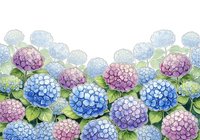 Watercolor hydrangea border with blue, pink and purple blooms and green leaves on white background, seamless horizontal floral banner.