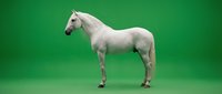White horse standing in profile on green screen background for easy removal and compositing in video production and digital media projects.