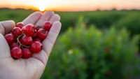 Fresh red cherries in cupped hands at sunset with blurred orchard background for healthy eating and agricultural harvest concepts.