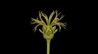 Green flower bud with delicate hairy petals on transparent background, ready for botanical clipart, t-shirt design, stickers, print on demand, and sublimation use.