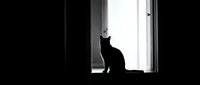 Silhouette of black cat sitting on windowsill facing bright window light, creating dramatic contrast in dark interior room setting.