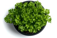 Fresh curly parsley growing in round black pot isolated on white background. Vibrant green aromatic herb ready for cooking and garnishing dishes.