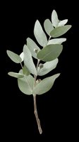 Eucalyptus branch with oval green leaves and seed pods isolated on transparent background, ready for t-shirt designs, clipart, stickers, sublimation and print-on-demand projects.