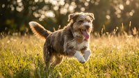 Happy Australian Shepherd puppy running through golden grass field during sunset with warm bokeh lighting creating joyful outdoor pet portrait.