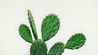 Vibrant green prickly pear cactus with multiple paddle-shaped stems isolated on neutral background, ready for design projects and botanical illustrations.