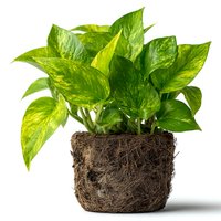 Pothos houseplant with exposed root ball isolated on white background, indoor gardening and plant care concept for home decoration and natural living.