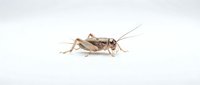 Brown cricket isolated on white background, ready for design use in educational materials, pest control graphics, and nature illustrations.