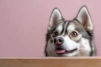 Curious Siberian Husky dog with distinctive facial markings peeks over wooden surface against pink wall background, showing playful expression with tongue out.
