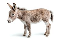 Adorable baby donkey with fluffy light brown fur standing in profile view on white background, isolated farm animal for design projects and educational materials.