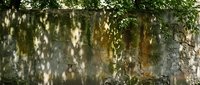 Old stone wall with dappled sunlight and green ivy leaves casting natural shadows, creating a rustic textured background for design projects.