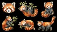 Watercolor red panda clipart set with six poses, isolated on transparent background, ready for stickers, t-shirt design, print on demand, and sublimation projects.
