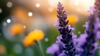 Purple lavender flowers in soft focus with golden bokeh lights and yellow blooms in blurred background, suitable for wellness, spa, and garden design projects.