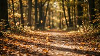 Autumn forest path covered with golden fallen leaves creating natural tunnel through trees with warm sunlight filtering through branches for seasonal backgrounds.