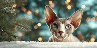 Sphynx cat with large ears and blue eyes near Christmas tree with warm bokeh lights creating festive holiday atmosphere for pet lovers and seasonal greeting cards.