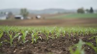 Young green corn seedlings emerging from rich dark soil in agricultural field with farm buildings and rolling hills in blurred background.