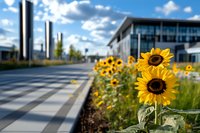 Vibrant sunflowers bloom along modern office building walkway, creating contrast between urban architecture and natural beauty against blue summer sky with puffy clouds.