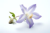 Delicate purple clematis flower with soft petals and yellow stamens on white background, isolated botanical composition showing bud and open bloom.