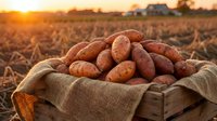Fresh harvested potatoes in burlap sack on wooden crate in agricultural field during golden sunset. Farm produce ready for market distribution and cooking.