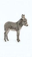 Young gray donkey foal standing in profile isolated on white background for farm animal designs and educational materials.