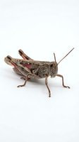 Isolated brown grasshopper with detailed wings and legs on white background, suitable for educational materials, nature illustrations, and design projects.
