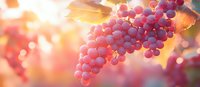 Fresh ripe red grapes on grapevine at sunset with golden bokeh background and warm sunlight. Natural organic vineyard produce in autumn season.