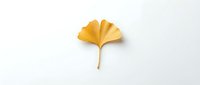 Single golden yellow ginkgo leaf isolated on white background for autumn seasonal design projects and natural botanical artwork.