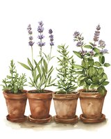 Watercolor herbs in terracotta pots, lavender and mint plants with green leaves, garden composition on white background, botanical kitchen art.