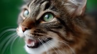 Close up portrait of tabby cat with green eyes showing teeth and whiskers against blurred natural background, feline expression of aggression.