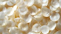 White round empty shells of marine mollusks scattered in sunlight creating natural pattern with soft shadows. Decorative seashells background.