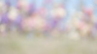 Abstract blurred bokeh background with soft purple pink and golden lights creating dreamy atmosphere for spring summer designs and romantic projects.