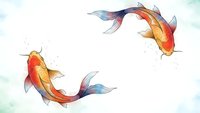 Two colorful koi fish swimming in circular motion with flowing fins on white background. Watercolor style artwork for zen meditation and feng shui designs.