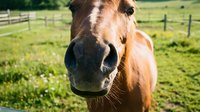 Brown horse with extended muzzle close-up in sunny pasture with fencing and green grass field background for equestrian and farm themes.