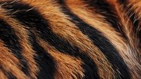 Close-up macro view of tiger fur showing natural orange and black striped pattern with detailed texture and individual hair strands for wildlife and nature projects.