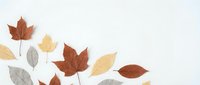 Autumn leaves in warm brown, orange and yellow tones scattered on white background. Seasonal fall foliage elements isolated for design projects.