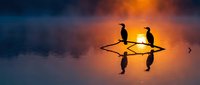 Silhouettes of cormorants perched on wooden boat during golden sunrise over calm water, reflecting wildlife and nature photography for editorial and travel use.