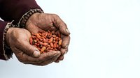 Farmer's hands holding freshly harvested red lentils or beans, showing agricultural produce and harvest work for farming, food production, and agriculture industry concepts.