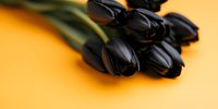 Black tulips on vibrant orange background with selective focus and copy space, creating dramatic contrast for modern floral design and luxury arrangements.